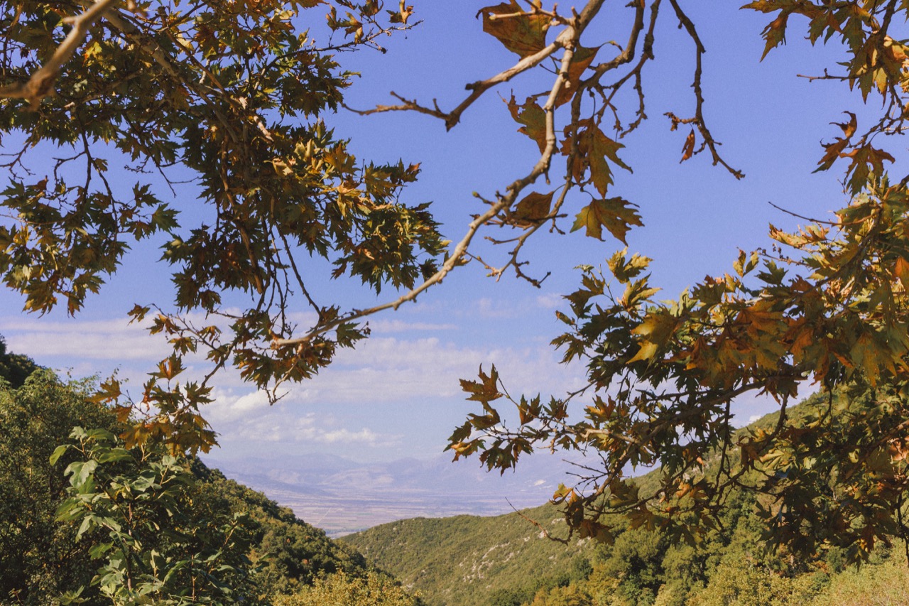 Plane-tree branches framing a valley that opens onto a plain