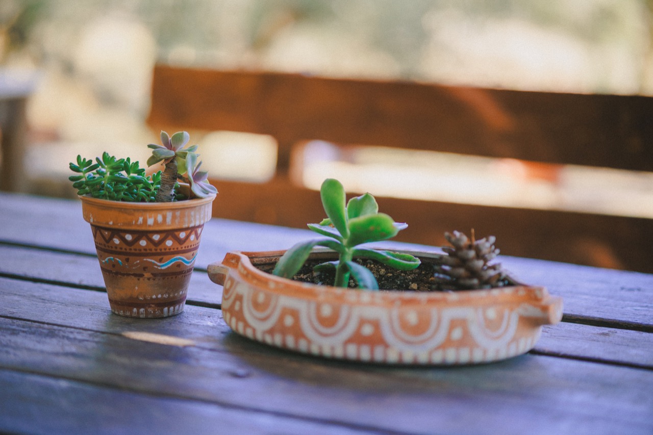 Succulents in two painted terracotta pots on a wooden table